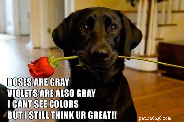 18 Hilarious Valentine s Day Memes to Share with Your Significant Other