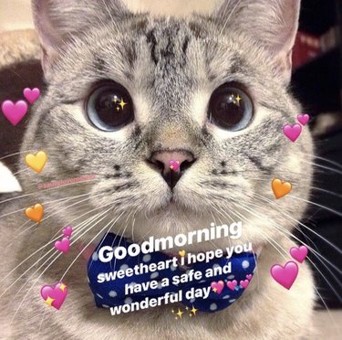 18 Hilarious Valentine s Day Memes to Share with Your Significant Other