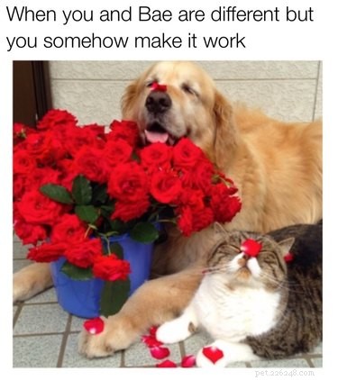 18 Hilarious Valentine s Day Memes to Share with Your Significant Other