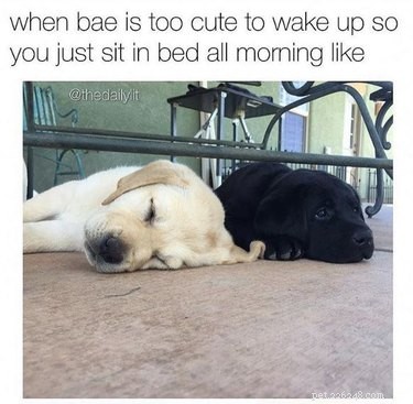 18 Hilarious Valentine s Day Memes to Share with Your Significant Other