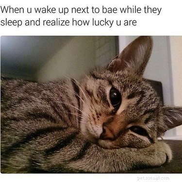 18 Hilarious Valentine s Day Memes to Share with Your Significant Other