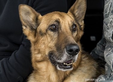 Air Force Honors Dying K-9 Hero With Emotional Farewell Ceremony