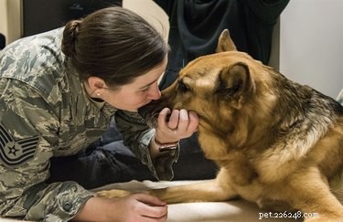 Air Force Honors Dying K-9 Hero With Emotional Farewell Ceremony