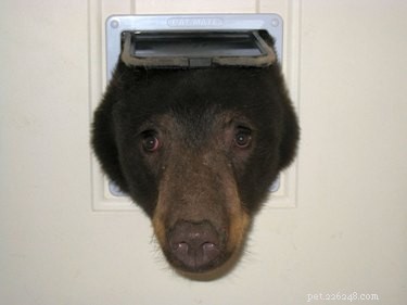 21 Animals That Overlook Their Own Massive Size