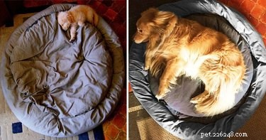 21 Animals That Overlook Their Own Massive Size
