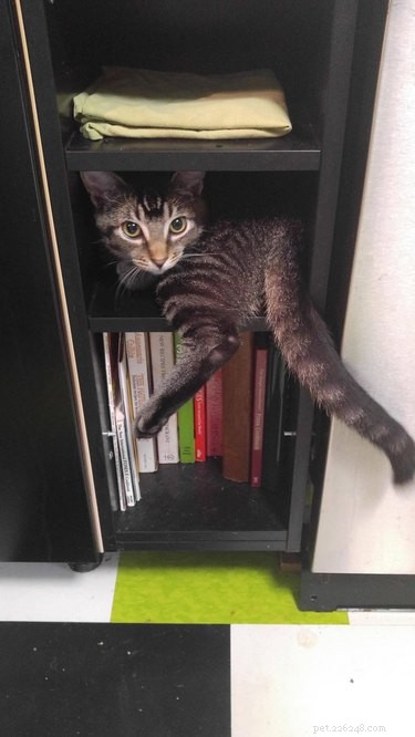21 Animals That Overlook Their Own Massive Size