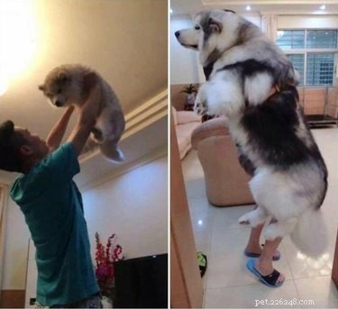 21 Animals That Overlook Their Own Massive Size