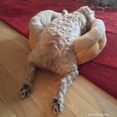 21 Animals That Overlook Their Own Massive Size