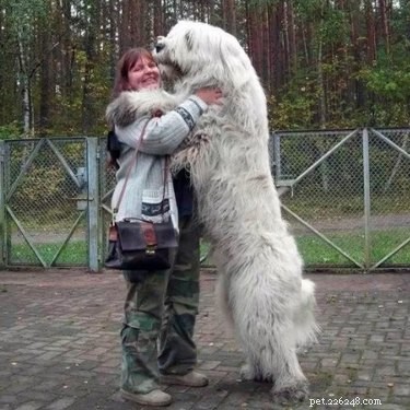 21 Animals That Overlook Their Own Massive Size