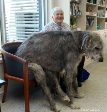 21 Animals That Overlook Their Own Massive Size