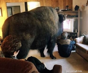 21 Animals That Overlook Their Own Massive Size
