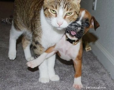 27 Playful Pet Rivalries That Will Leave You Laughing