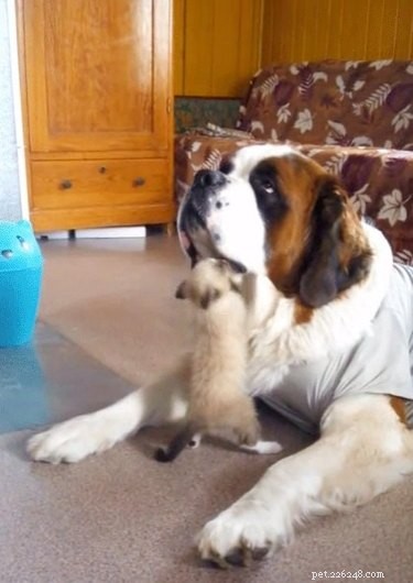 27 Playful Pet Rivalries That Will Leave You Laughing