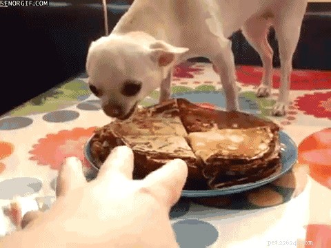 Dog s Pancake Theft Nearly Sparks Kitchen Fire: What Happened & Safety Tips