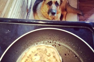 Dog s Pancake Theft Nearly Sparks Kitchen Fire: What Happened & Safety Tips