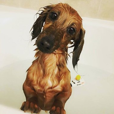 Discover #TubTuesday: The Viral Pet Trend Bringing Joy Every Tuesday