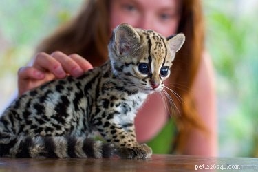 28 Adorable Baby Animals That Will Melt Your Heart