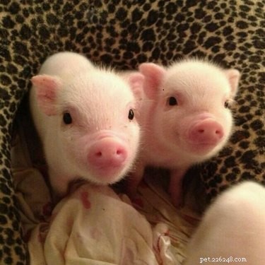 28 Adorable Baby Animals That Will Melt Your Heart