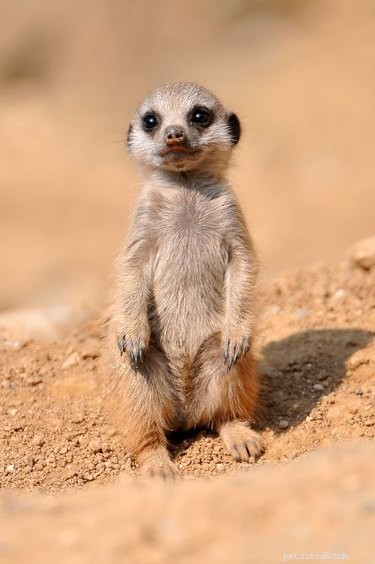 28 Adorable Baby Animals That Will Melt Your Heart