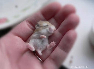 28 Adorable Baby Animals That Will Melt Your Heart