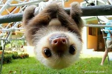 28 Adorable Baby Animals That Will Melt Your Heart