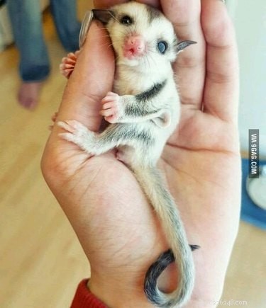 28 Adorable Baby Animals That Will Melt Your Heart