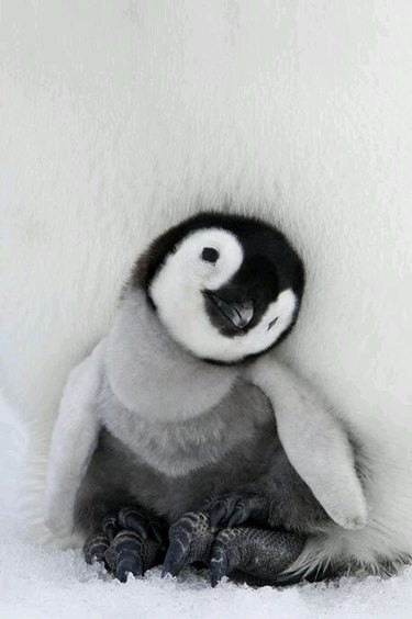 28 Adorable Baby Animals That Will Melt Your Heart