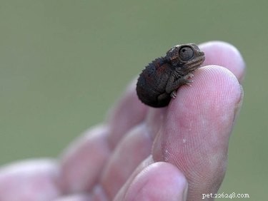 28 Adorable Baby Animals That Will Melt Your Heart