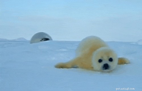 28 Adorable Baby Animals That Will Melt Your Heart