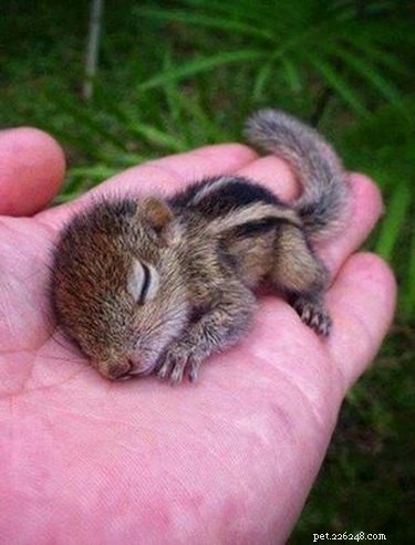 28 Adorable Baby Animals That Will Melt Your Heart