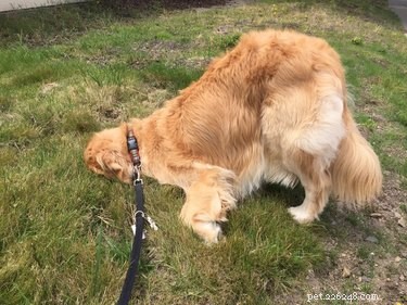 19 Pets Facing Unexpected Errors and How to Fix Them