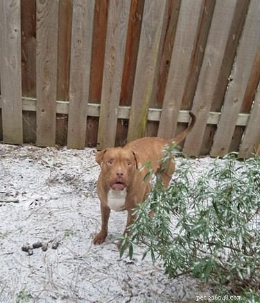 19 Pets Facing Unexpected Errors and How to Fix Them