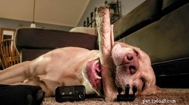 19 Pets Facing Unexpected Errors and How to Fix Them