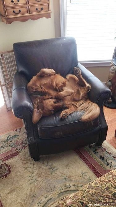 19 Pets Facing Unexpected Errors and How to Fix Them