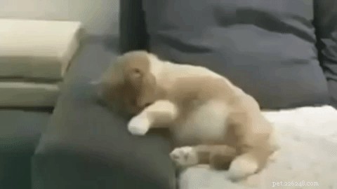 19 Pets Facing Unexpected Errors and How to Fix Them