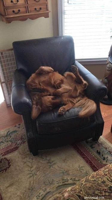 19 Pets Facing Unexpected Errors and How to Fix Them