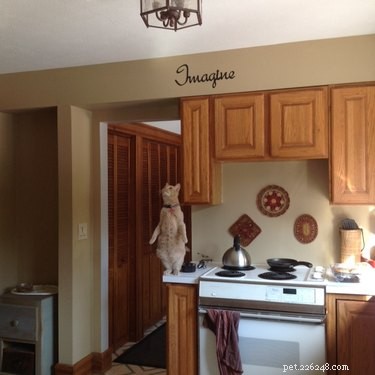 19 Pets Facing Unexpected Errors and How to Fix Them