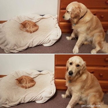 19 Pets Facing Unexpected Errors and How to Fix Them
