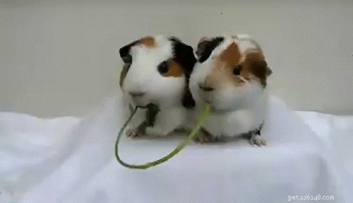 23 Adorable Pets Capturing Heartwarming Affection