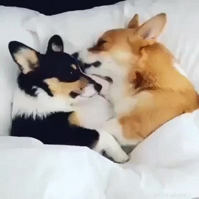 23 Adorable Pets Capturing Heartwarming Affection