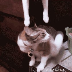 23 Adorable Pets Capturing Heartwarming Affection