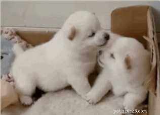 23 Adorable Pets Capturing Heartwarming Affection