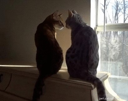 23 Adorable Pets Capturing Heartwarming Affection