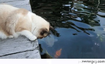 23 Adorable Pets Capturing Heartwarming Affection