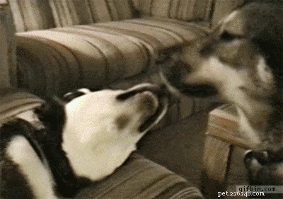 23 Adorable Pets Capturing Heartwarming Affection