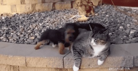 23 Adorable Pets Capturing Heartwarming Affection