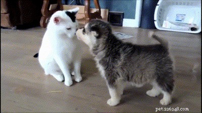 23 Adorable Pets Capturing Heartwarming Affection