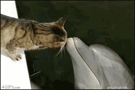 23 Adorable Pets Capturing Heartwarming Affection