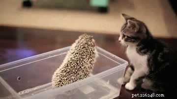 23 Adorable Pets Capturing Heartwarming Affection