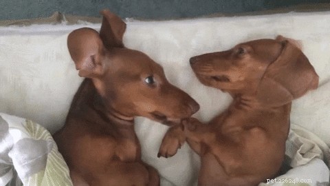 23 Adorable Pets Capturing Heartwarming Affection